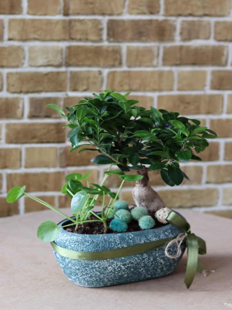  Bonsai